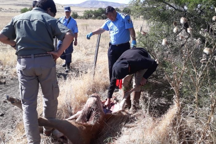 Aprenden a dos militares cazando de manera ilegal