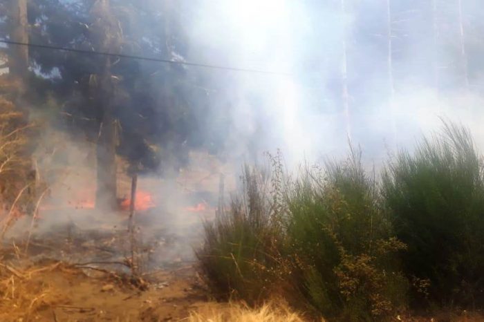 San Martín de los Andes, sin luz en Chacra 32, por la caida de un árbol sobre la linea eléctrica de media tensión