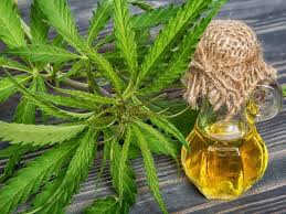 Portugal legaliza la producción y consumo del cannabis medicinal