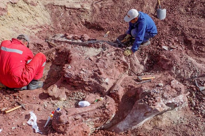 Presentarán el hallazgo de nueva especie de dinosaurio ornitópodo