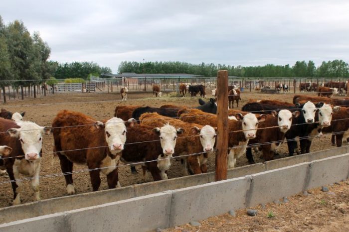 Ampliaron montos para financiar compra de hacienda de invernada