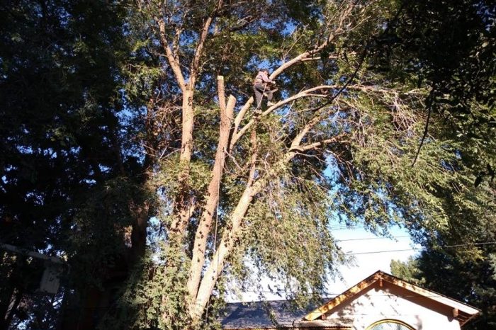 Automatizacion riego en Boulevard y cortan arboles de frondosa copa y peligrosa para los transeúntes