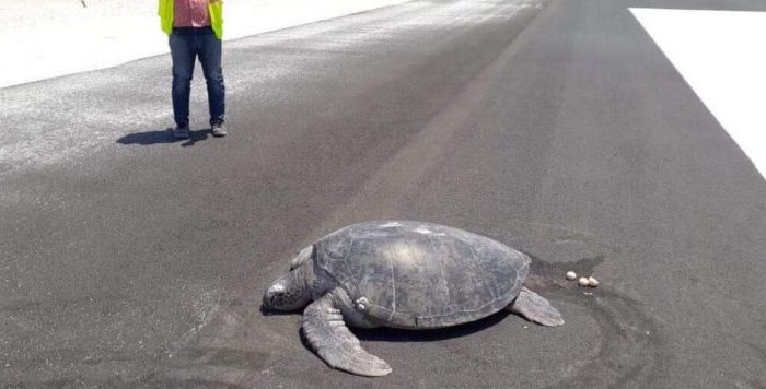 Una tortuga marina quiso anidar y se encontró con un aeropuerto donde era la playa