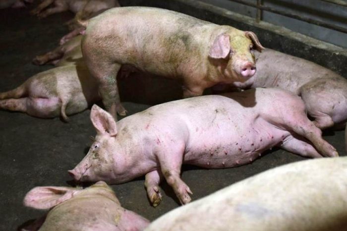 Por la peste porcina en China, se disparó la cotización de la carne de cerdo
