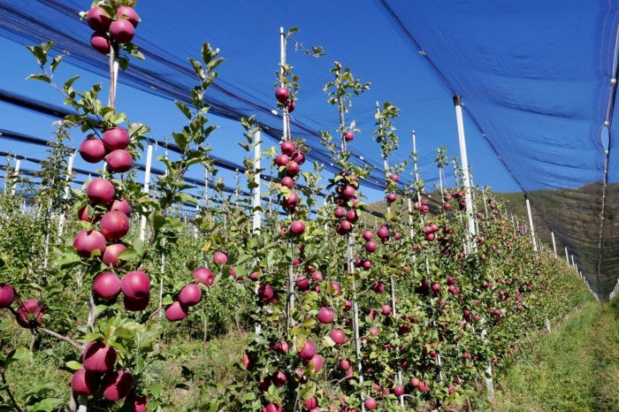 Afirman que los beneficios al sector frutícola “no alcanzan” y trabajan en nuevas medias