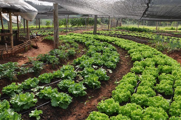 Hay más de 3,6 Mha de producción orgánica en Argentina, según el Senasa