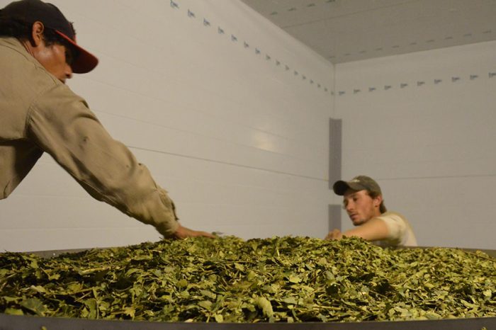 Ya rigen los nuevos valores para la hoja verde y la yerba mate canchada