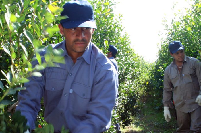 Yerbateros convocan a venezolanos para levantar la cosecha “ante la falta de mano de obra nacional”