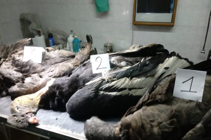 Ambiente activa un protocolo de emergencia tras el hallazgo de 3 cóndores muertos en Malargüe