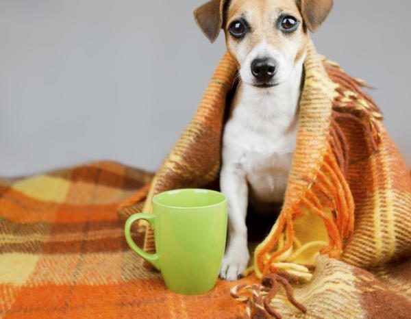 Cómo proteger a un perro del frío