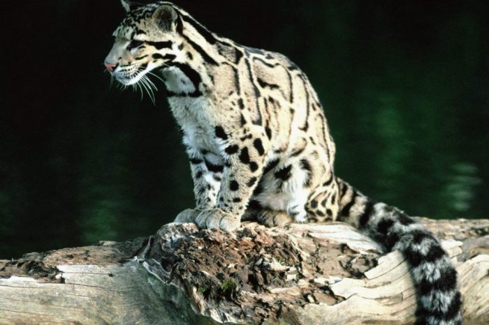 Después de más de 30 años sin ser visto, reaparece el leopardo nublado; se creía extinto
