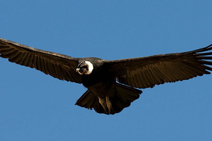 Charla sobre aves rapaces en el control del hantavirus