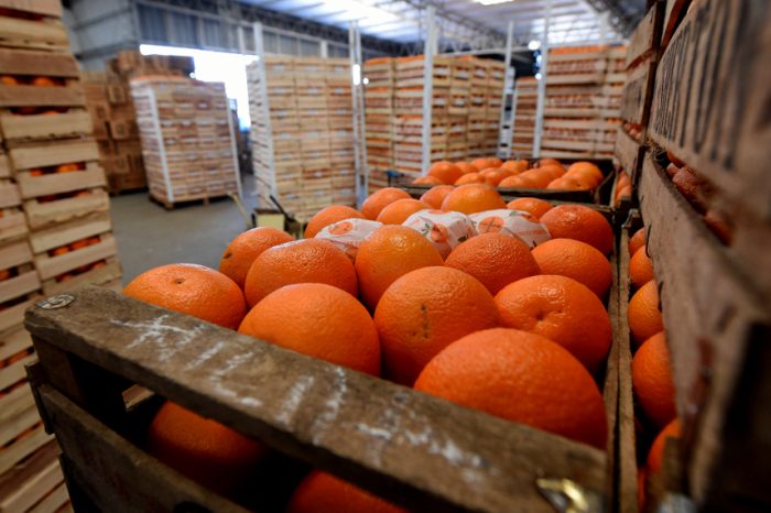 Argentina es tercera en el ranking de exportadores netos de alimentos, según la Sociedad Rural