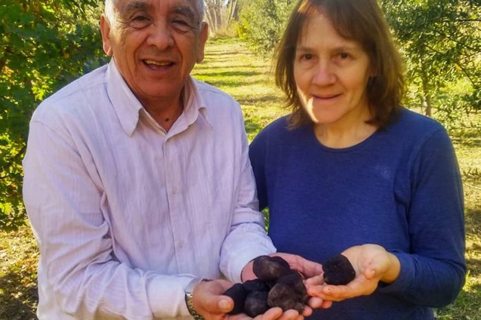 Una familia cosechó las primeras trufas de la Patagonia después de 8 años de espera
