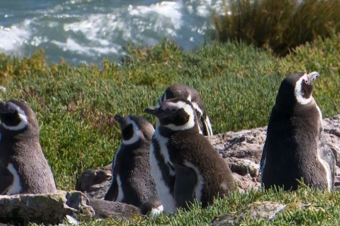 Científicos investigan al Pingüino de Magallanes, una especie amenazada por la crisis climática y la actividad pesquera
