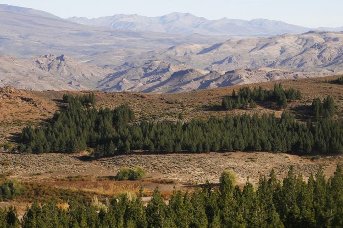 El Iadep entregó aportes no reintegrables a productores forestales