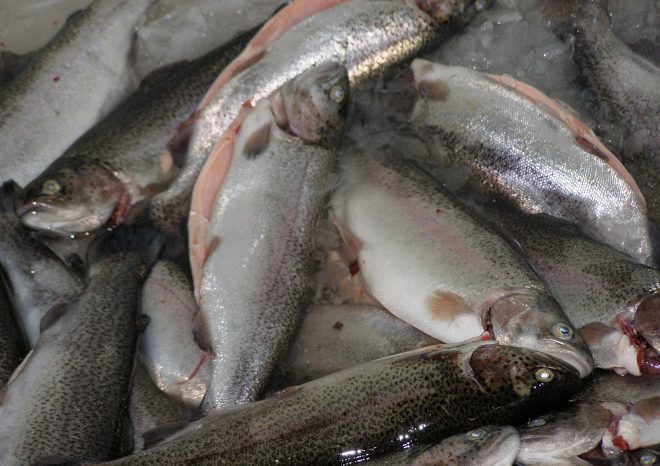 Convocan para operar la planta de pescados en Piedra del Águila