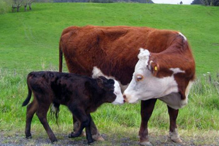 Destete: todo acerca del manejo que favorece a la vaca sin perjudicar al ternero