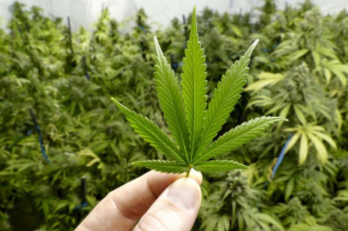 Aseguran que la industria del cannabis generaría casi 10.000 millones de dólares en Latinoamérica