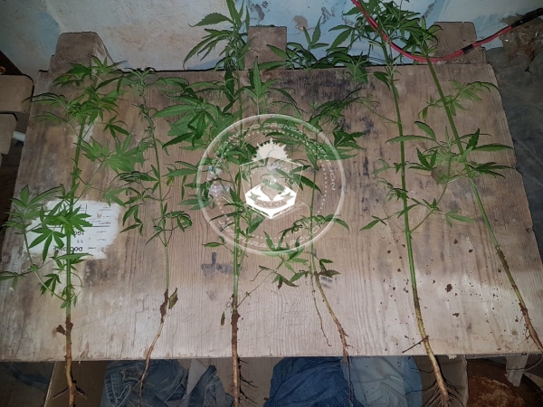 Personal de la Cría. 35°, un demorado, y secuestro de Plantas de Cannabis Sativa