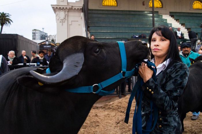 Una búfala preñada deslumbró en el ingreso de animales a la Rural
