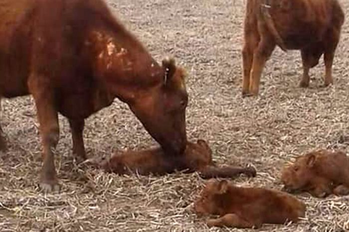 [FOTOS] Una vaca inseminada parió trillizos en Guaminí