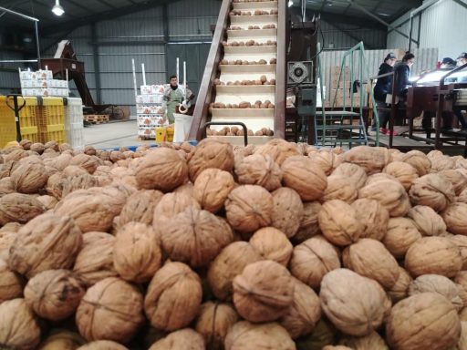 Neuquén exportó nueces por primera vez