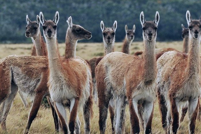 Destacan el nuevo plan nacional de manejo sustentable del guanaco