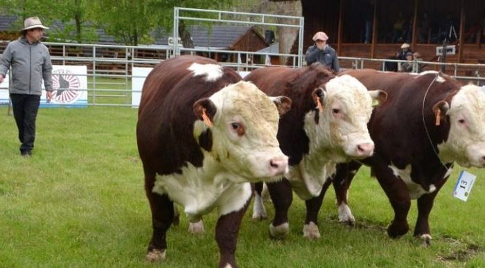 La Unión Europea reconoce a la “Patagonia Norte A” como región libre de aftosa sin vacunación