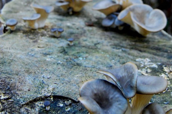 Se afianza la producción de hongos comestibles en Neuquén