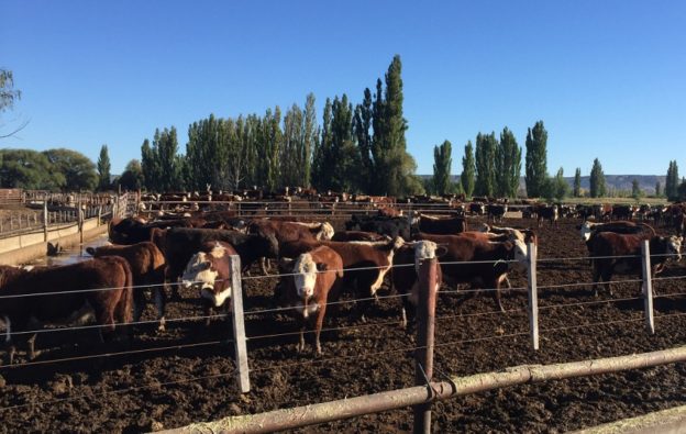 Patagonia Norte A elegida como región libre de aftosa