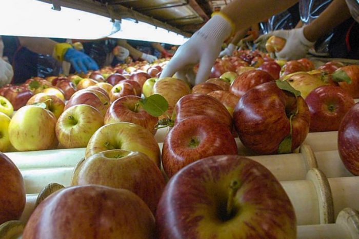 Financiamiento para tecnificación y reconversión para la fruticultura