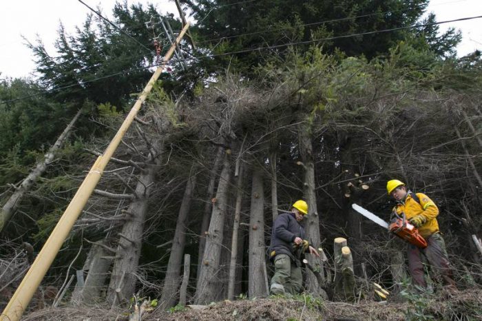Continúa la limpieza de árboles y ramas sobre el tendido eléctrico en Villa La Angostura
