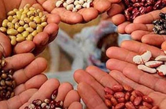 Encuentro de semillas criollas y alimentación saludable - Ngen Trawn