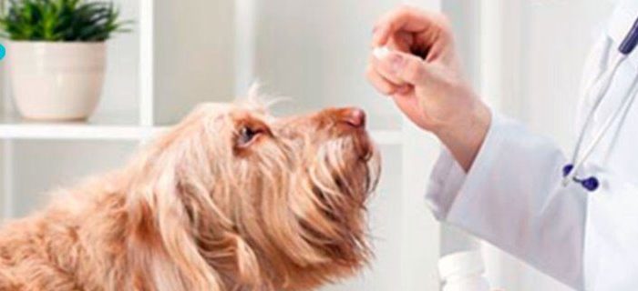 Junín de los Andes: Bromatología llevo adelante esterilizaciones quirúrgicas, entrega de medicamentos y controles