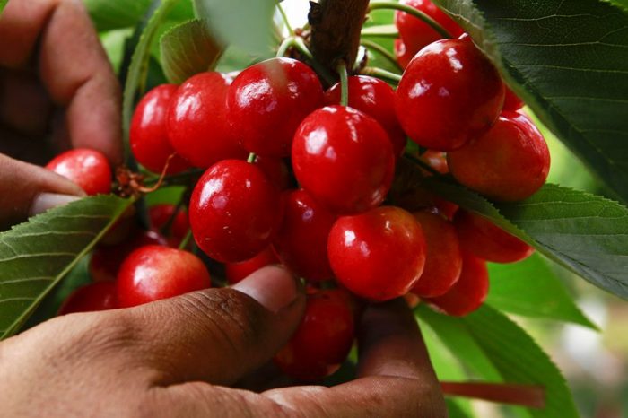 Las cerezas se consolidan en la Patagonia gracias a su potencial exportador