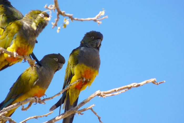 Workshop y muestra fotográfica del mundo de las aves en Zapala