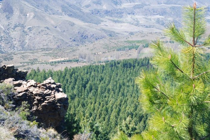 El Iadep entregó incentivos forestales
