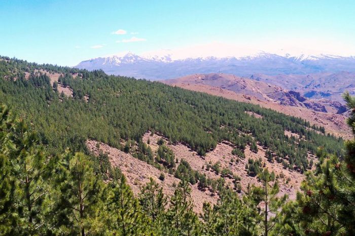 Realizan acciones de control de la plaga de los pinos Sirex noctilio