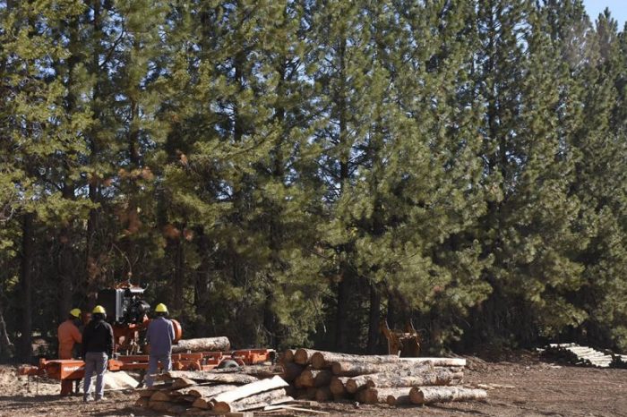 Continúan los aportes para el desarrollo forestal
