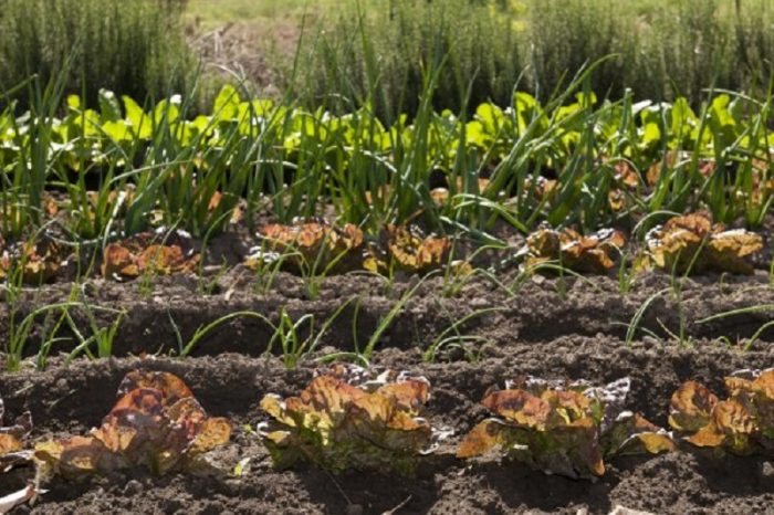 Aromáticas, aliadas para combatir insectos en la huerta