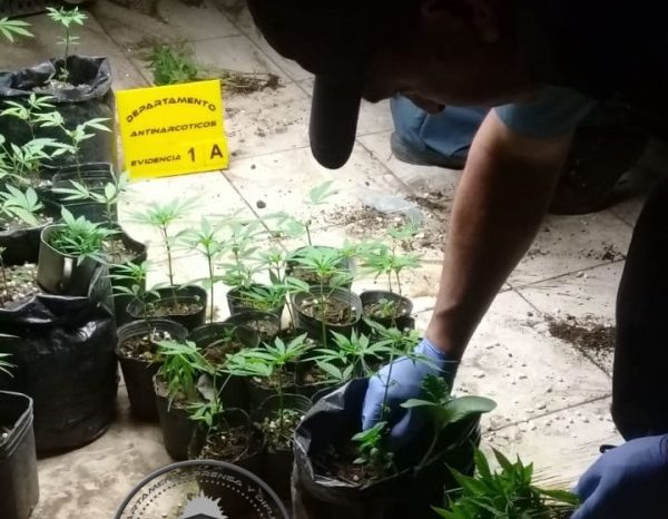 Centenario: Personal Policial secuestró 127 plantas de Cannabis Sativa