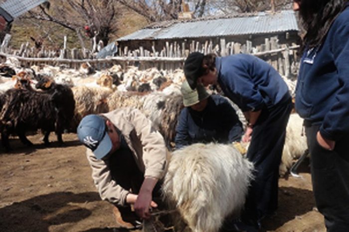 Promueven la obtención del cashmere en Neuquén