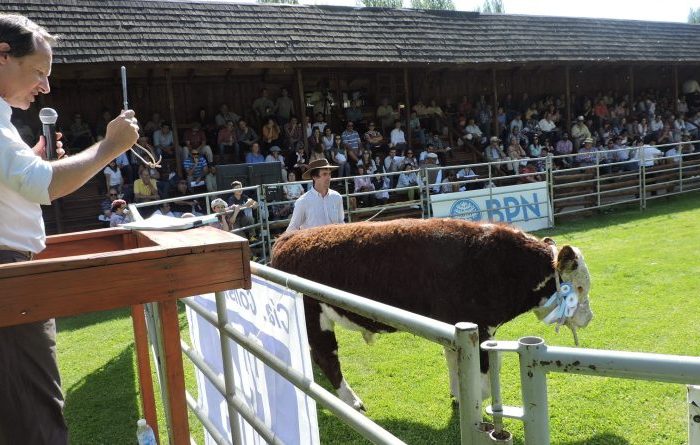 Mañana viernes comienza la 8° Exposición de Bovinos de la Provincia del Neuquén en Junín de los Andes