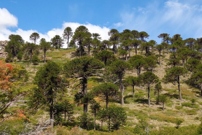 La provincia cuenta con mayor superficie de bosque nativo