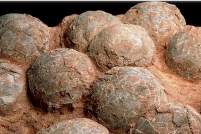 Encuentran huevos de dinosaurio con embriones en el sur de Argentina