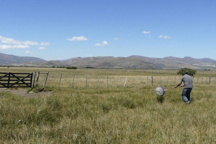 Alertan por nacimientos de tucura en la provincia