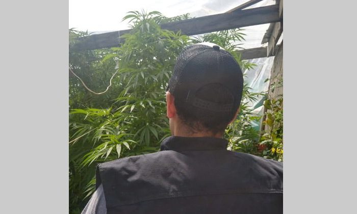 Buscaban elementos robados y encontraron enormes plantas de marihuana