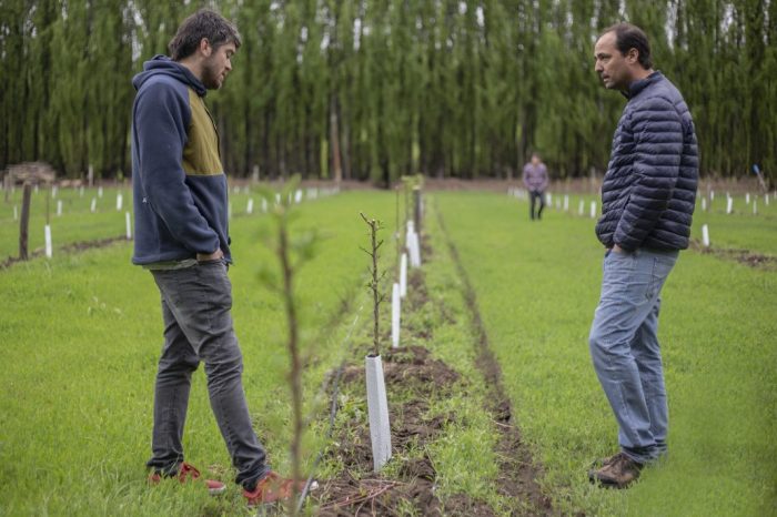Neuquén superó las 400 hectáreas implantadas con frutos secos