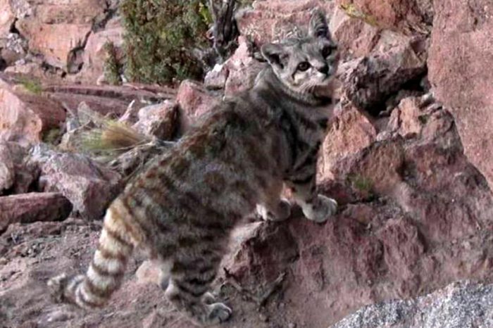 Un gato andino reapareció en Mendoza: es el felino más amenazado del continente